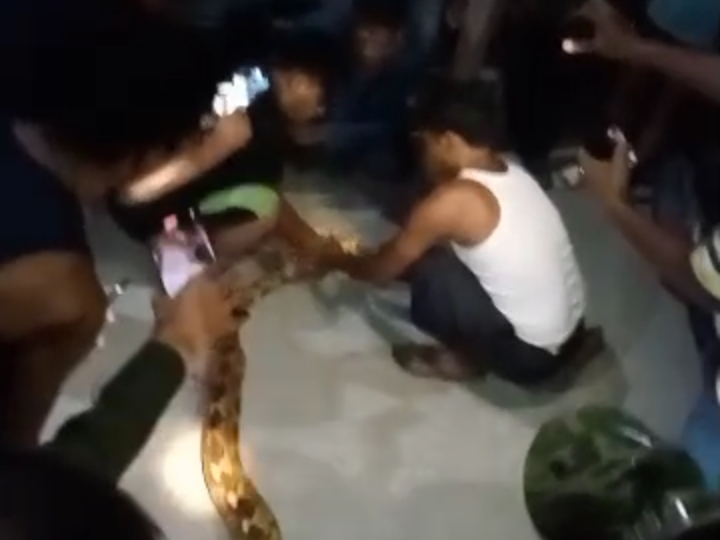 Warga menangkap ular sanca di Blok Kepolo Desa Singaraja Indramayu, Kamis (17/7/2025) malam.