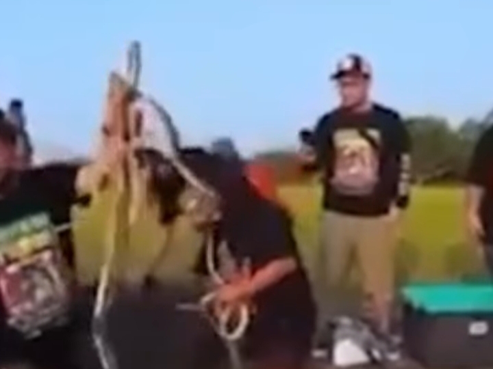 Bupati Lucky Hakim bersama influencer melepas ribuan ular jenis lanang sapi dan koros di area persawahan yang terdampak hama tikus