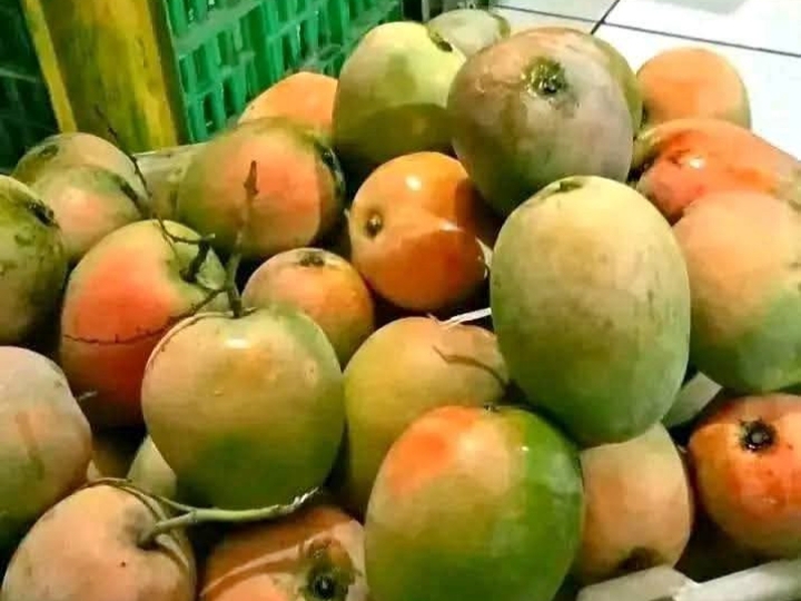 Ilustrasi : Buah Mangga Gedong Gincu Indramayu