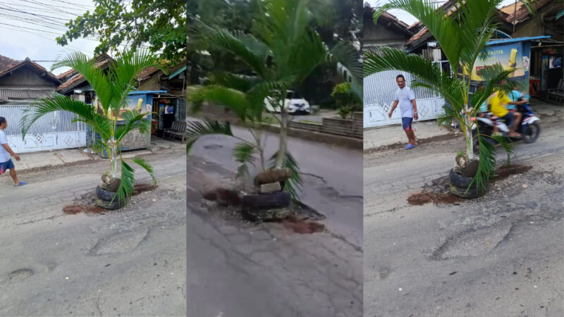 Warga tanami pohon palem di rusa jalan IR H Juanda Singajaya Indramayu, Jumat (6/2/2026)